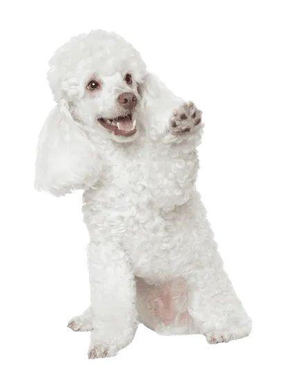 Pudel 6