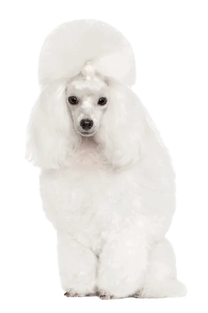 Pudel 3