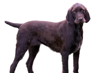 Pudelpointer