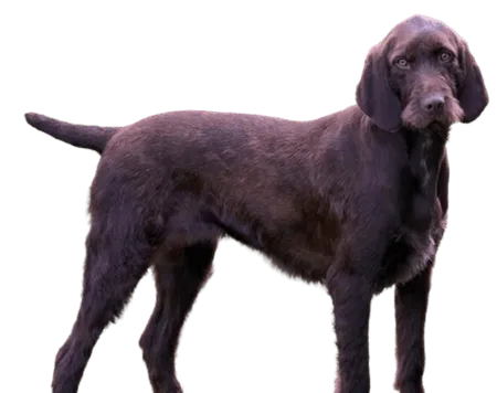 Bild für Pudelpointer