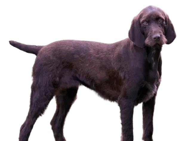 Pudelpointer Bild