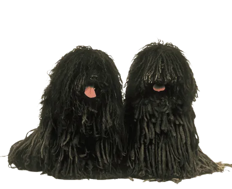 Puli (1)