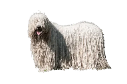 Puli (4)