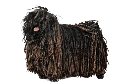 Puli (3)