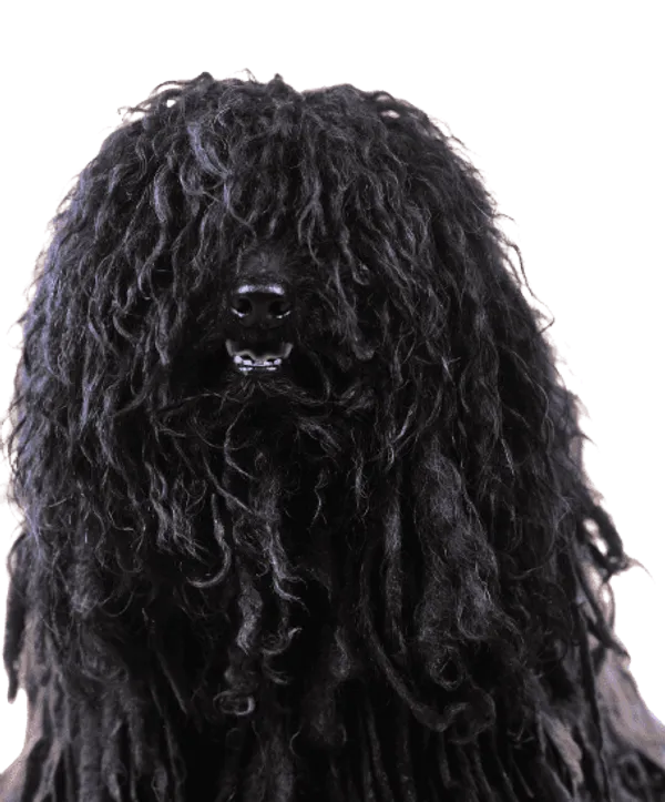 Puli Bild