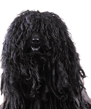 Puli