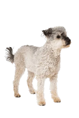Pumi-6