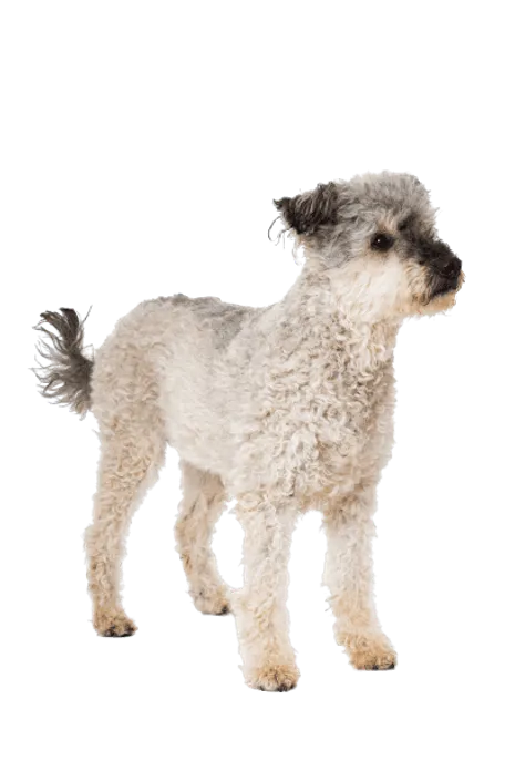 Pumi-6