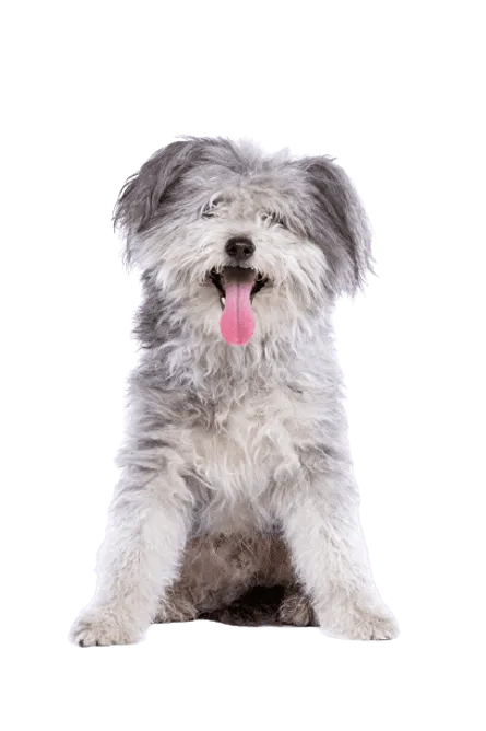 Pumi-5