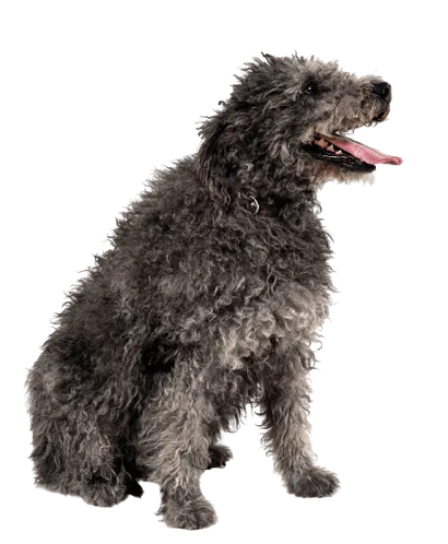 Pumi-3