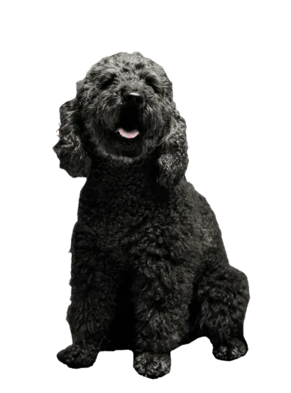 Pumi-2