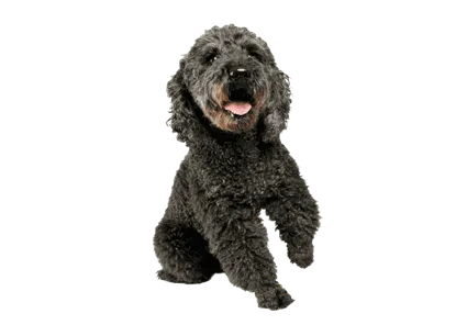 Pumi-4