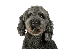 Pumi