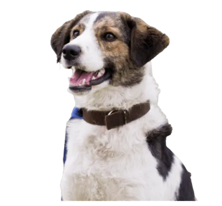 Bild für Rafeiro do Alentejo