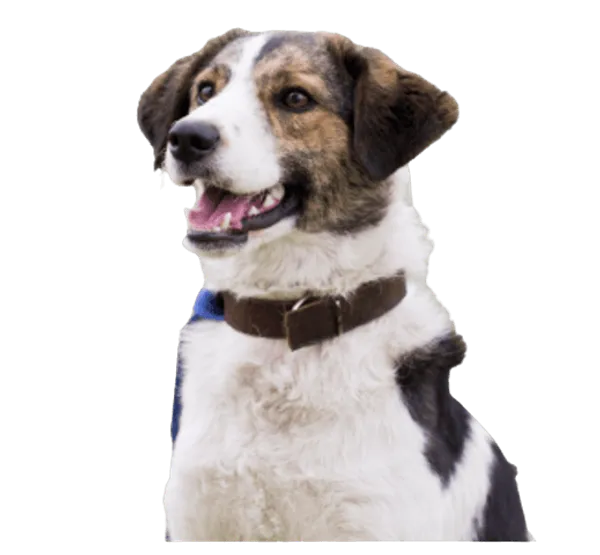 Rafeiro do Alentejo Bild