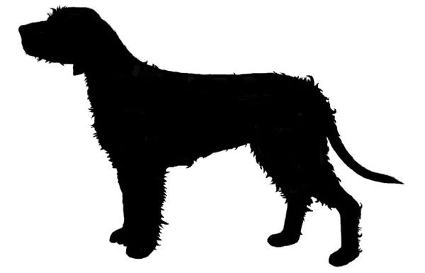 Rauhhaarige Istrianer Bracke Bild