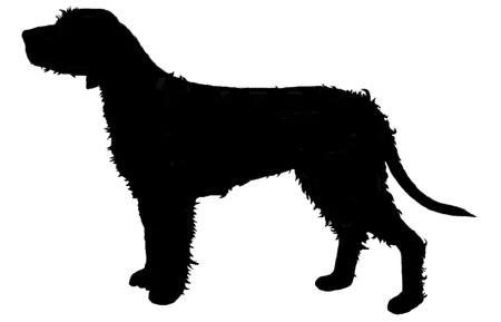 Bild für Rauhhaarige Istrianer Bracke