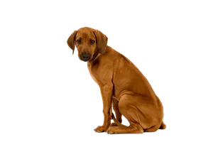 Rhodesian Ridgeback Puppy