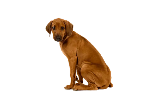Rhodesian Ridgeback Puppy