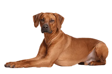 Rhodesian Ridgeback Adult