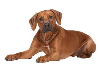 Rhodesian Ridgeback Senior