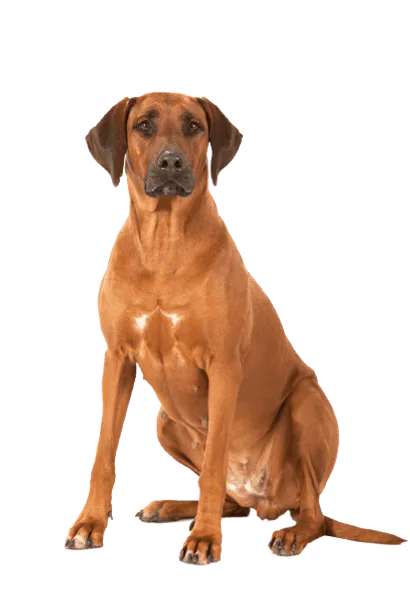 Rhodesian Ridgeback 1