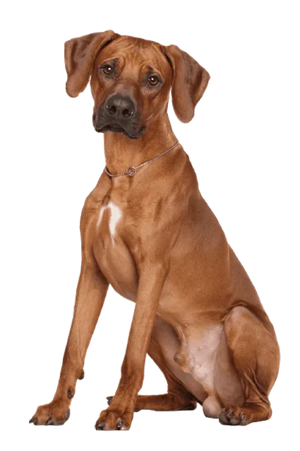 Rhodesian Ridgeback 2