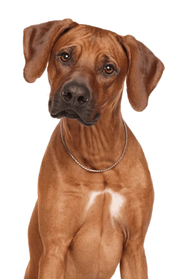 Rhodesian Ridgeback Bild