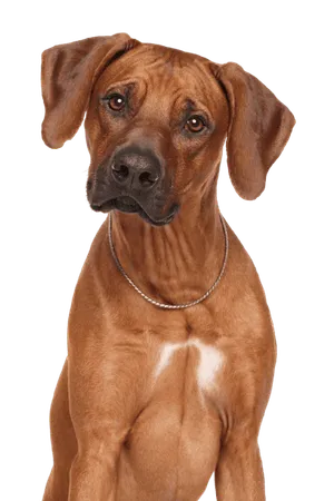 Rhodesian Ridgeback