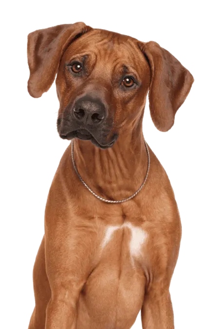 Bild für Rhodesian Ridgeback
