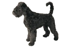 Riesenschnauzer (4)