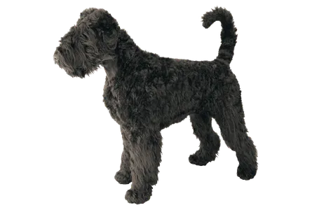 Riesenschnauzer (4)