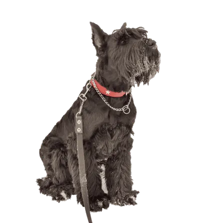 Riesenschnauzer (3)