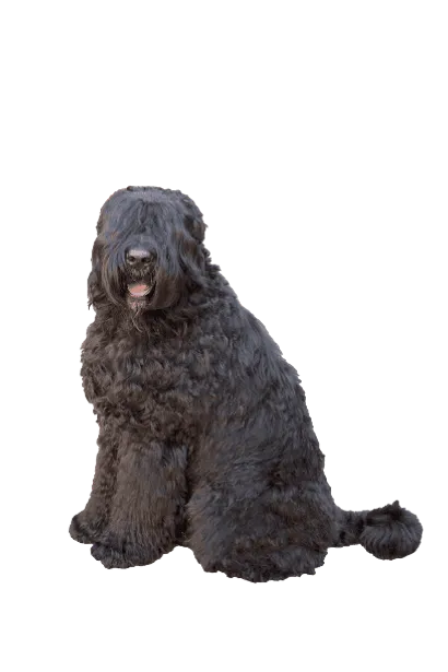 Riesenschnauzer (5)