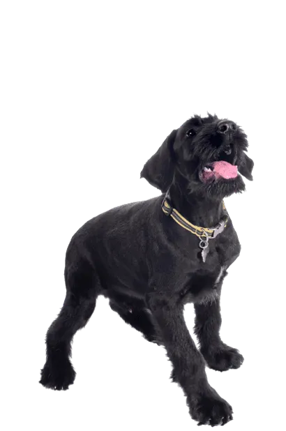 Riesenschnauzer (1)