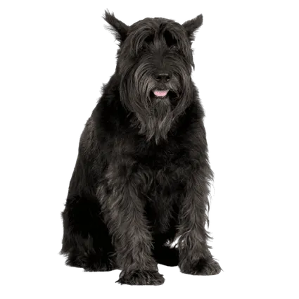 Riesenschnauzer (2)