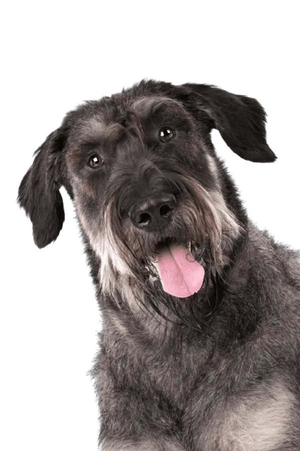 Riesenschnauzer Bild