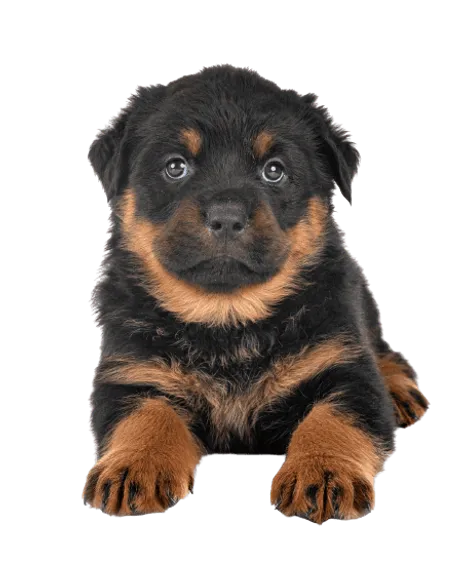 Rottweiler puppy
