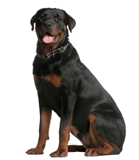 Rottweiler adult