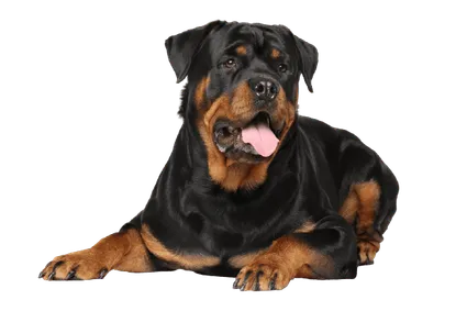 Rottweiler_2
