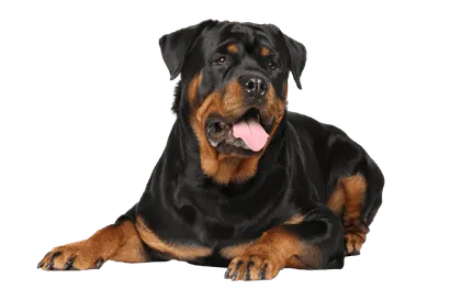 Rottweiler_2