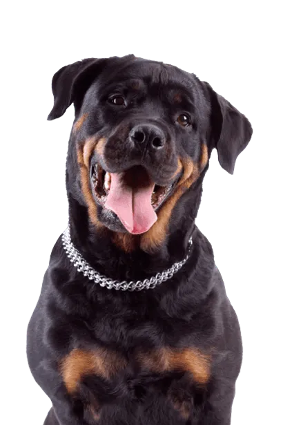 Rottweiler_1