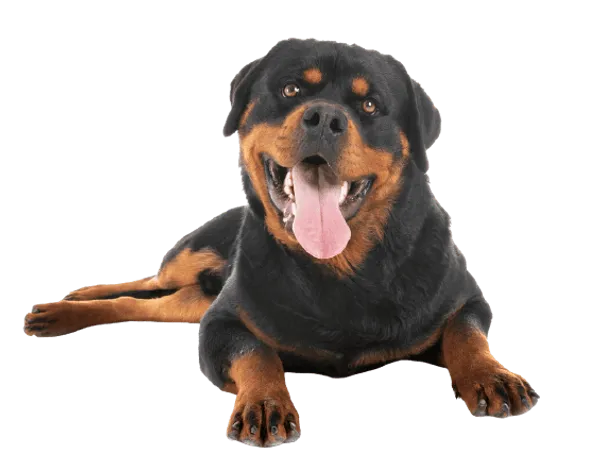 Rottweiler Bild
