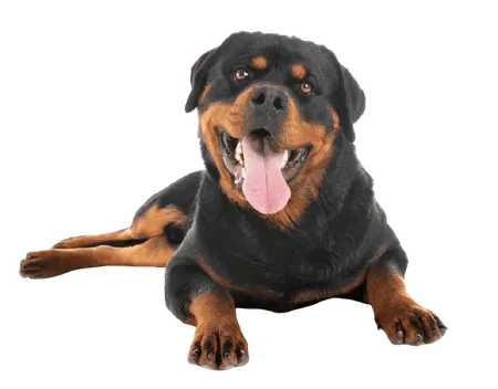 Bild für Rottweiler