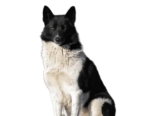 Russisch-europäischer Laika