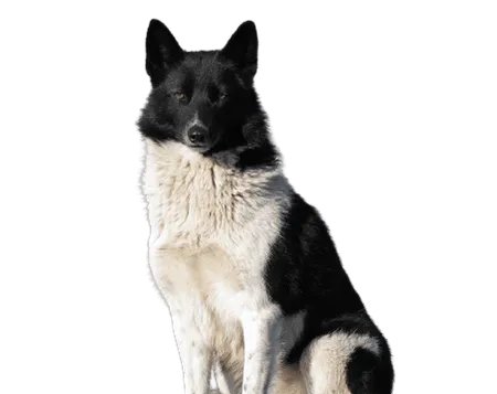 Bild für Russisch-europäischer Laika