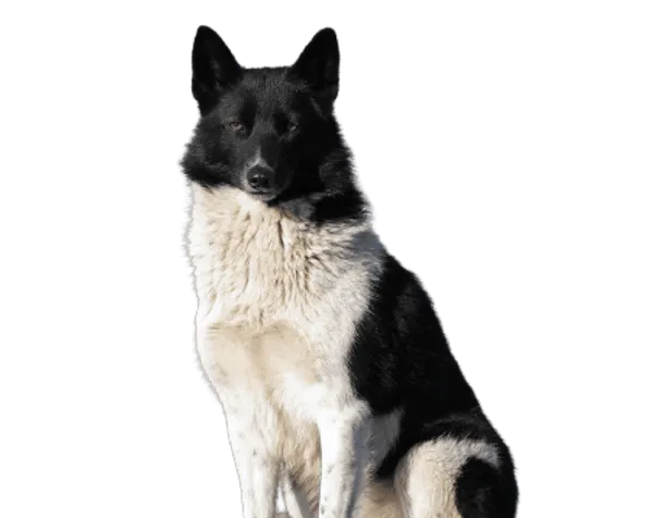 Russisch-europäischer Laika Bild