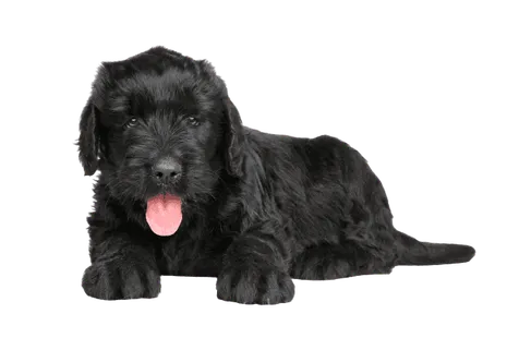 Russischer-Schwarzer-Terrier-6
