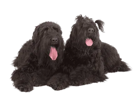 Russischer-Schwarzer-Terrier-4