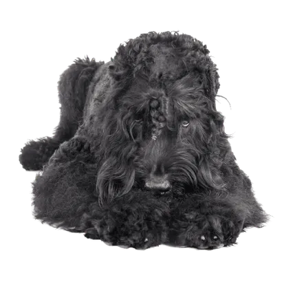 Russischer-Schwarzer-Terrier-5